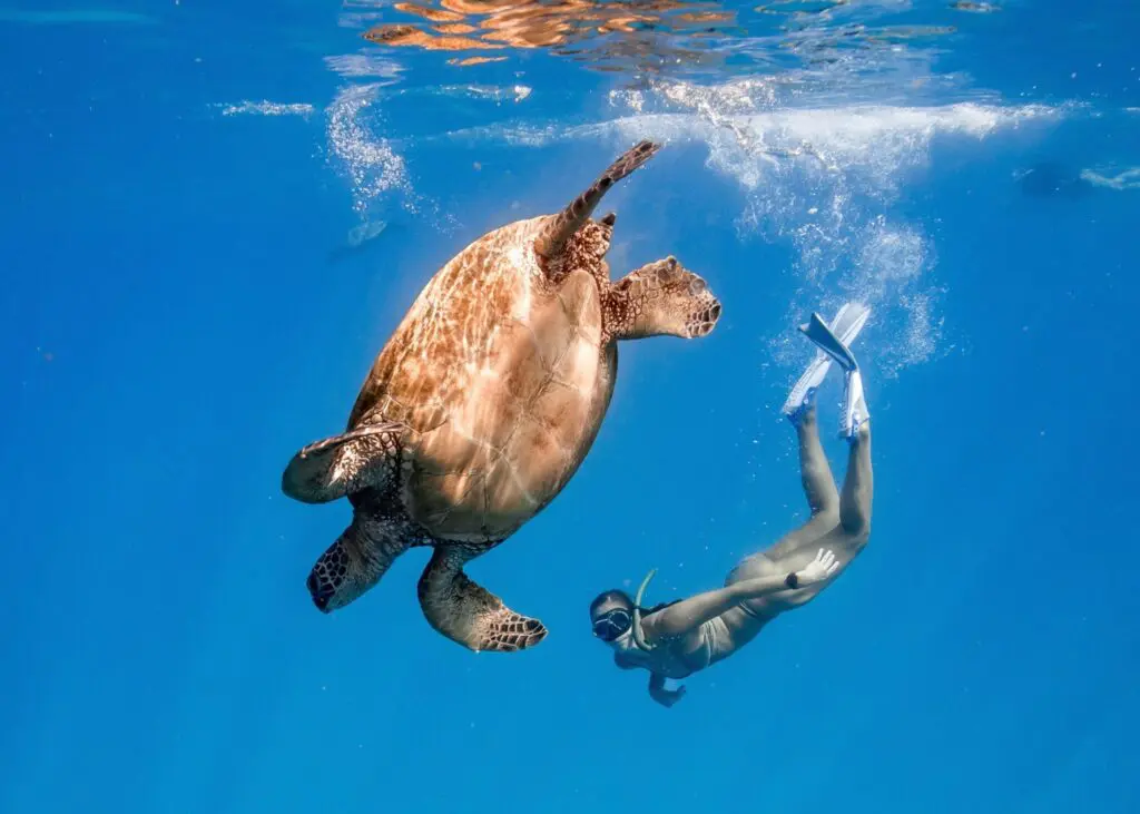 Schildpadden snorkelen Hawaï