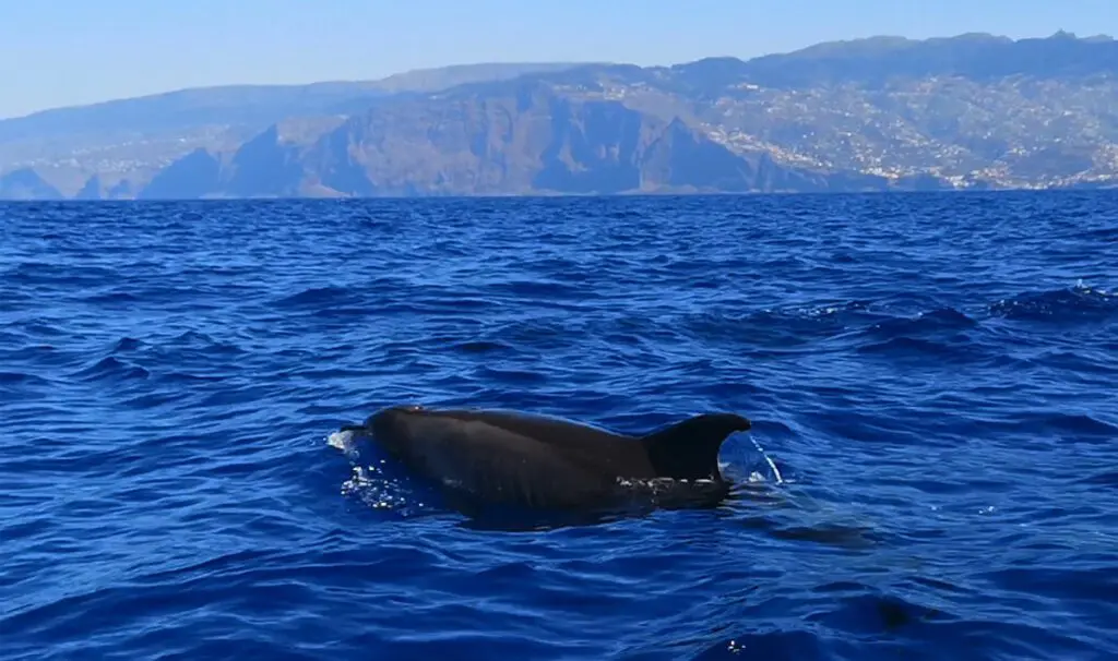 We were lucky enough to spot several species