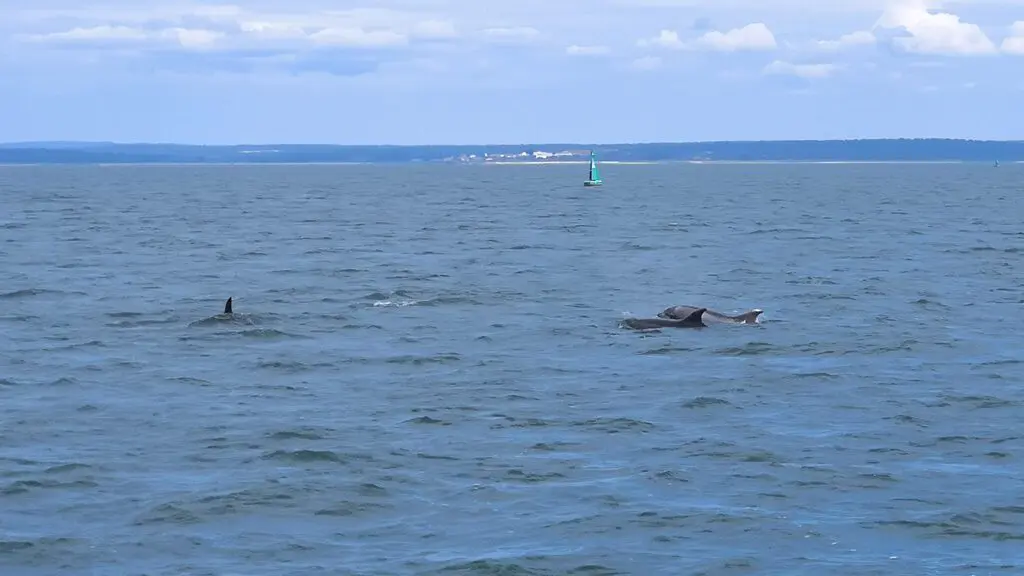 It's hard to catch them on camera, but they were all around the boat!