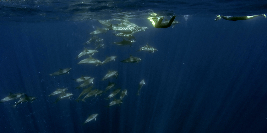 Azoren Schwimmen mit Delphinen Atlantik Erlebnis