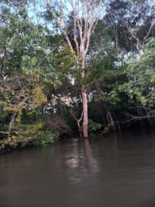 Passeio de Lancha no Arquipélago em Anavilhanas