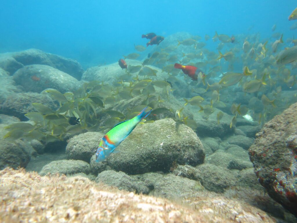 Alquiler de snorkel en Funchal