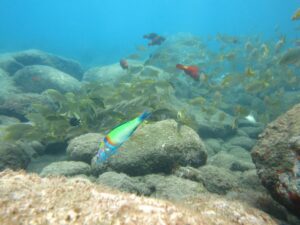 Alquiler de snorkel en Funchal