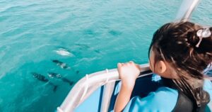 Observación de delfines y buceo en los arrecifes de Waianae