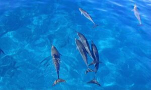 Dolphin watching & reef snorkeling in Waianae
