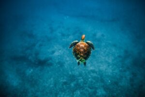 Snorkel with turtles from Kewalo