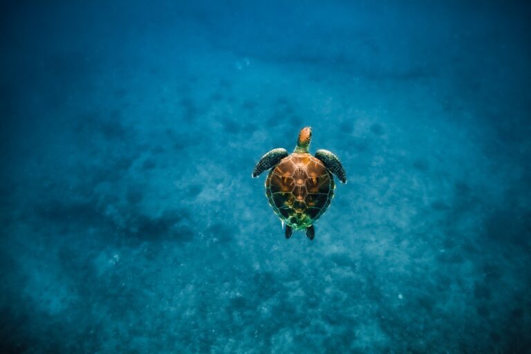 Schnorcheln mit Schildkröten von Kewalo