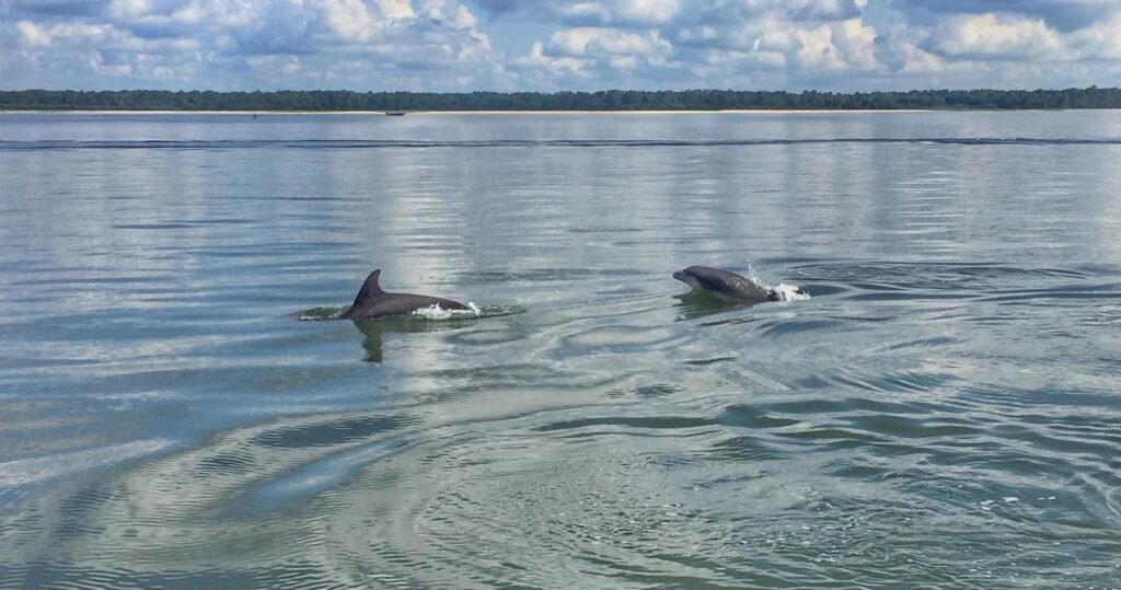 Delphin-Bootsfahrt in Hilton Head
