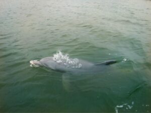 Excursión de delfines y donuts en Hilton Head