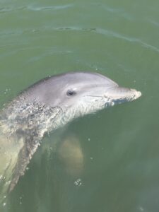 Isla Desaparecida y excursión con delfines en Hilton Head
