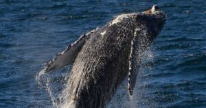 Crucero al atardecer con avistamiento de ballenas y delfines en San Diego