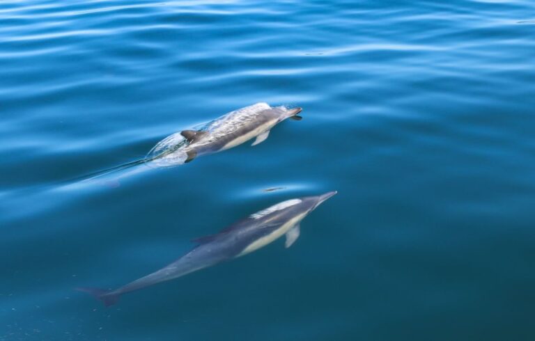 Sesimbra Guided Dolphin Watching & Swimming Excursion