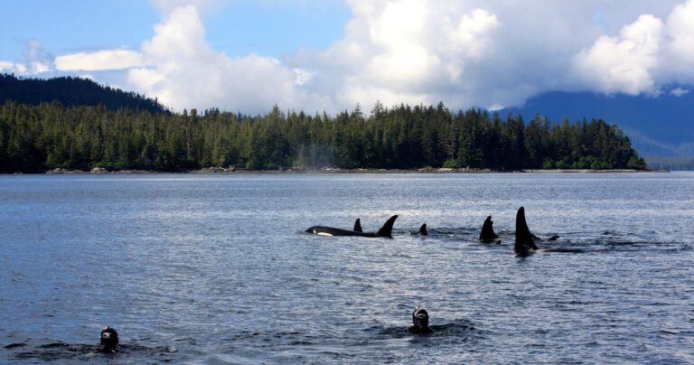 Schnorcheltour in Ketchikan