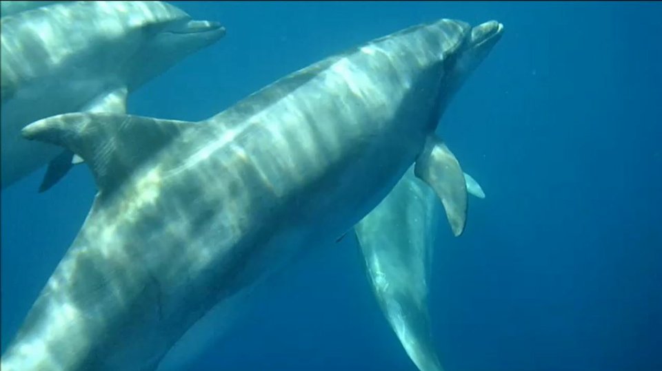 Benagil und Delphinbeobachtung in Portimão
