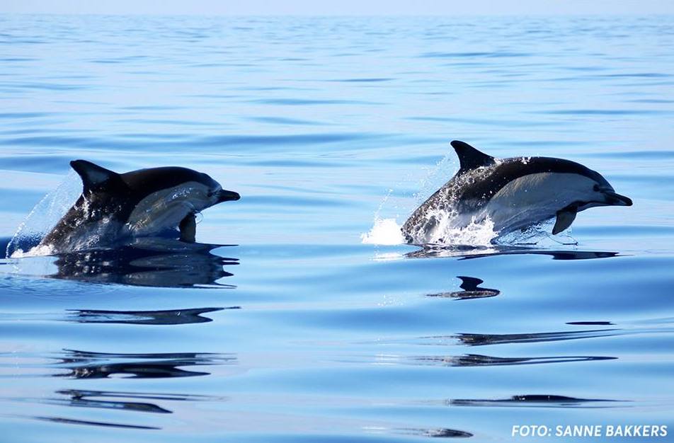 Delfin- und Walbeobachtung auf den Azoren