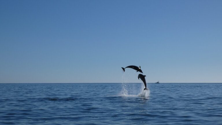 Dolphin Watching in Arrábida National Park