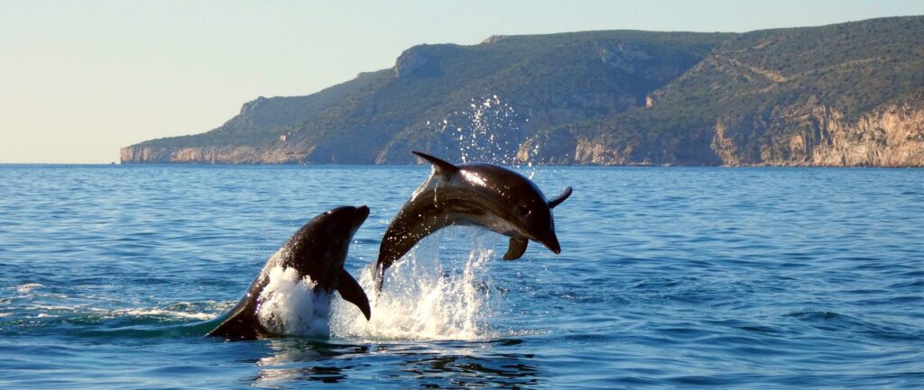 Observación de delfines en el Parque Nacional de Arrábida