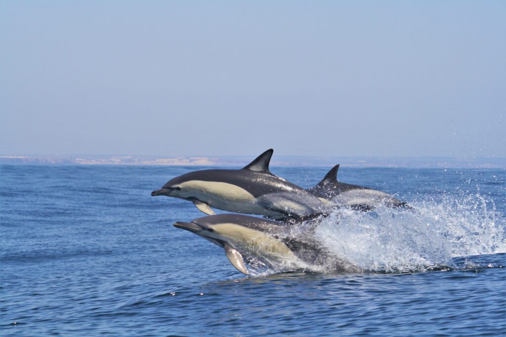 Delfinbeobachtung in Sagres