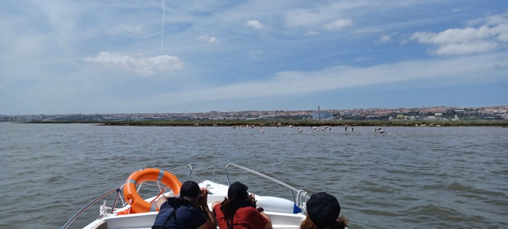 Lisbon Birdwatching Boat Tour