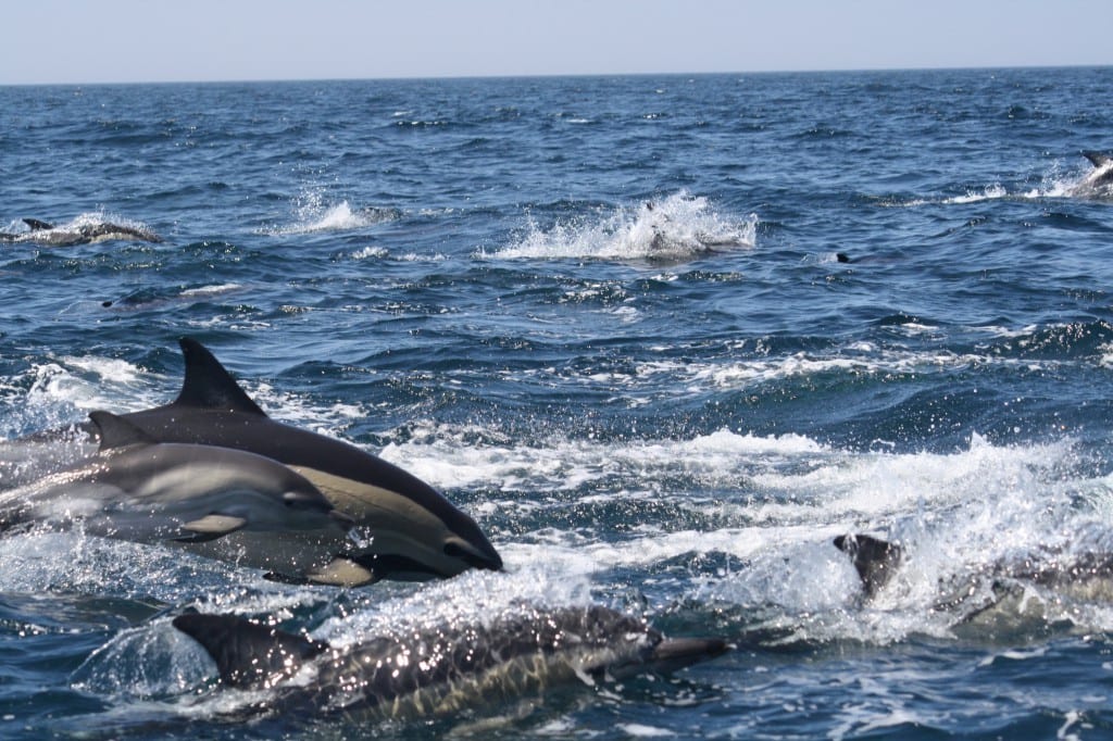 Dolphin watching from Sagres - boat trips Algarve