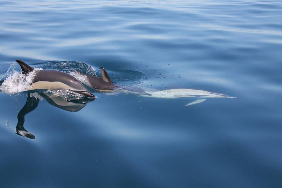 Dolphin watching tours in Lagos