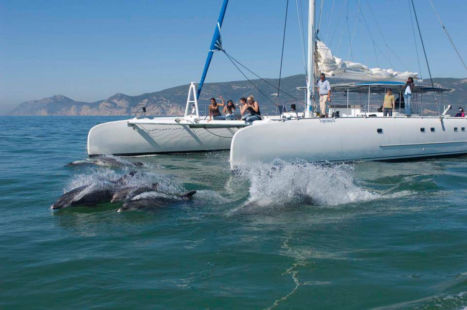 vertigem azul - dolphin watching from Setubal - Things to do in Setúbal