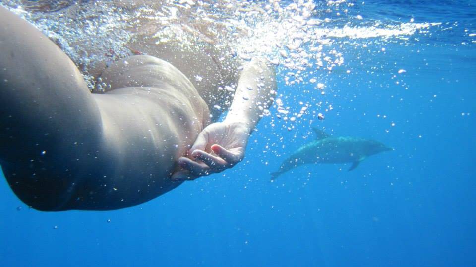 swimming with dolphins madeira