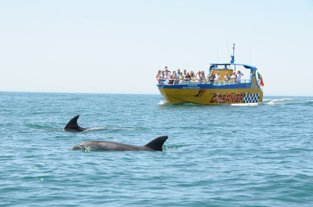Caves dolphin watching tour albufeira Algarve (1)