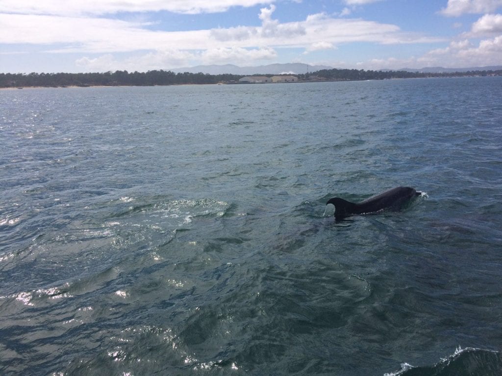 Dolfijnen Setúbal (5)