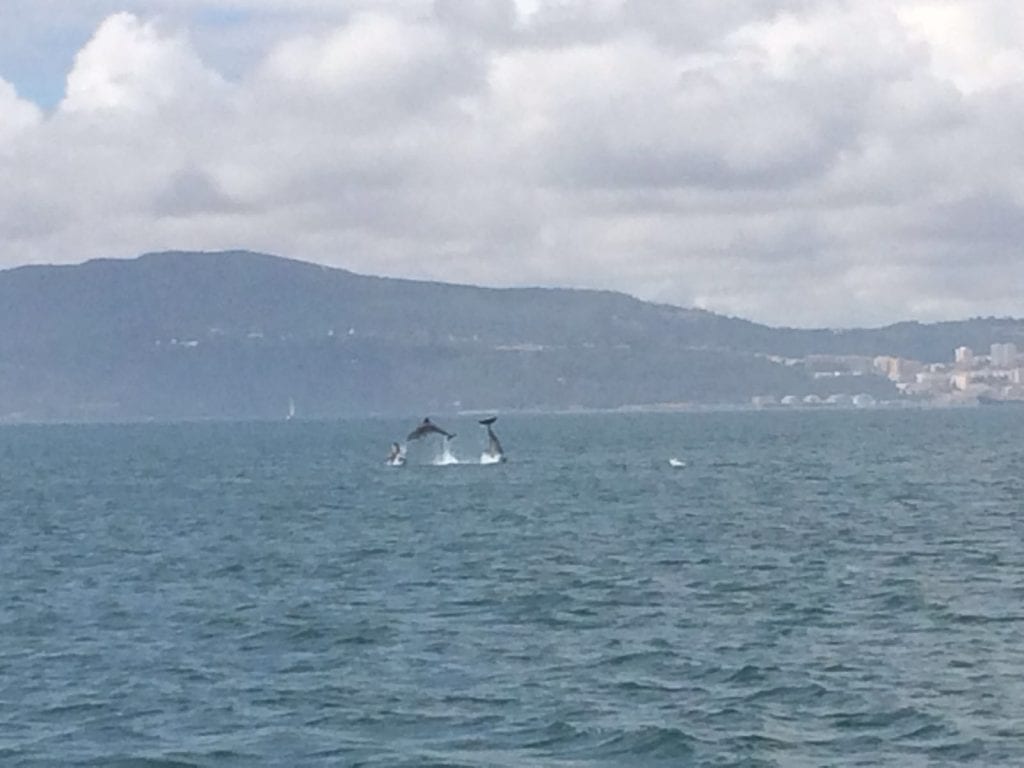 The dolphins will welcome you in Setúbal!