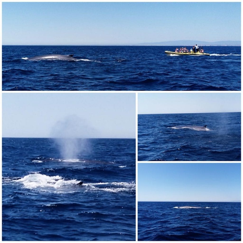 cetaceans in the Algarve
