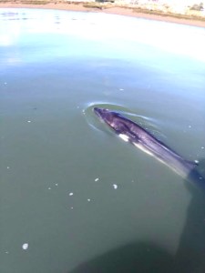 baleias no Algarve SeaBookings