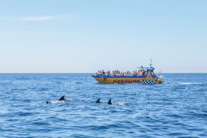 Caves & Dolphin Watching from Albufeira – Dreamer