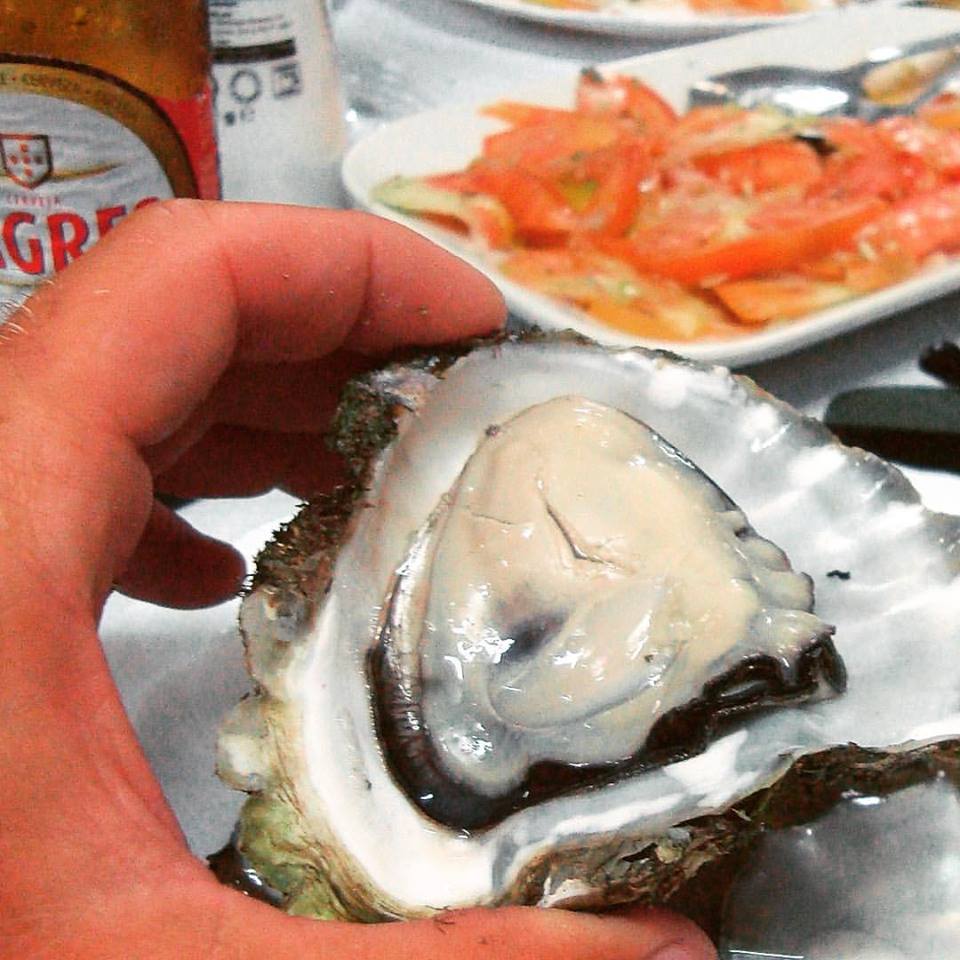 Typical oysters from Culatra Island