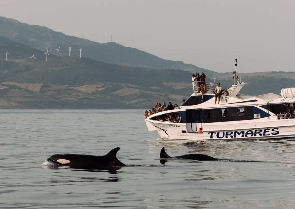 Orca watching in Tarifa