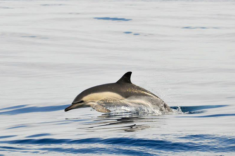 Common dolphins are seen very frequently