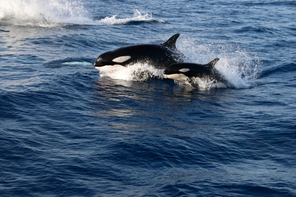 Even orcas can be spotted, but only a few times a year
