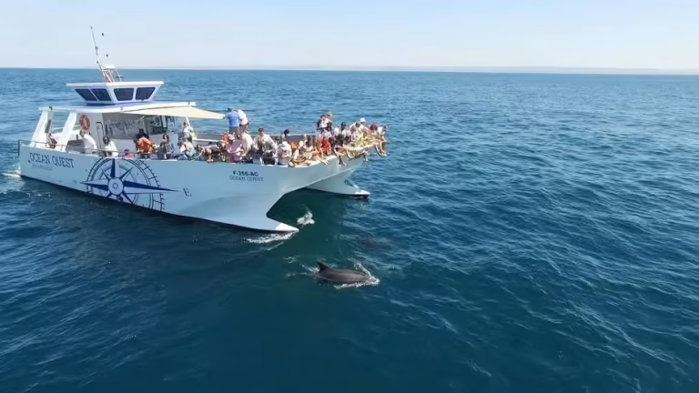 Delphine beobachten in Vilamoura