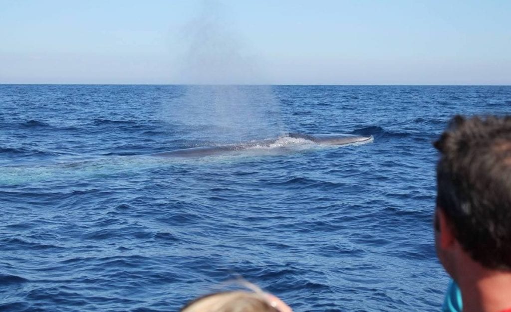 Spotting fin whales is a true experience