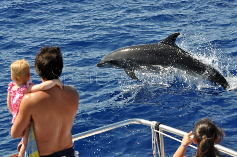 dolphin watching in Gran Canaria
