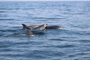 Excursión en barco a los delfines en Lagos