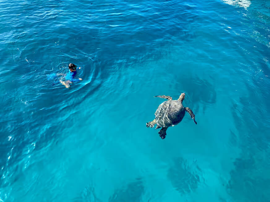 Snorkeling with Turtles in Waikiki