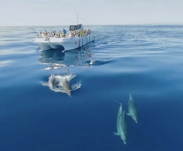 Dolphins and Benagil Cave Catamaran Tour