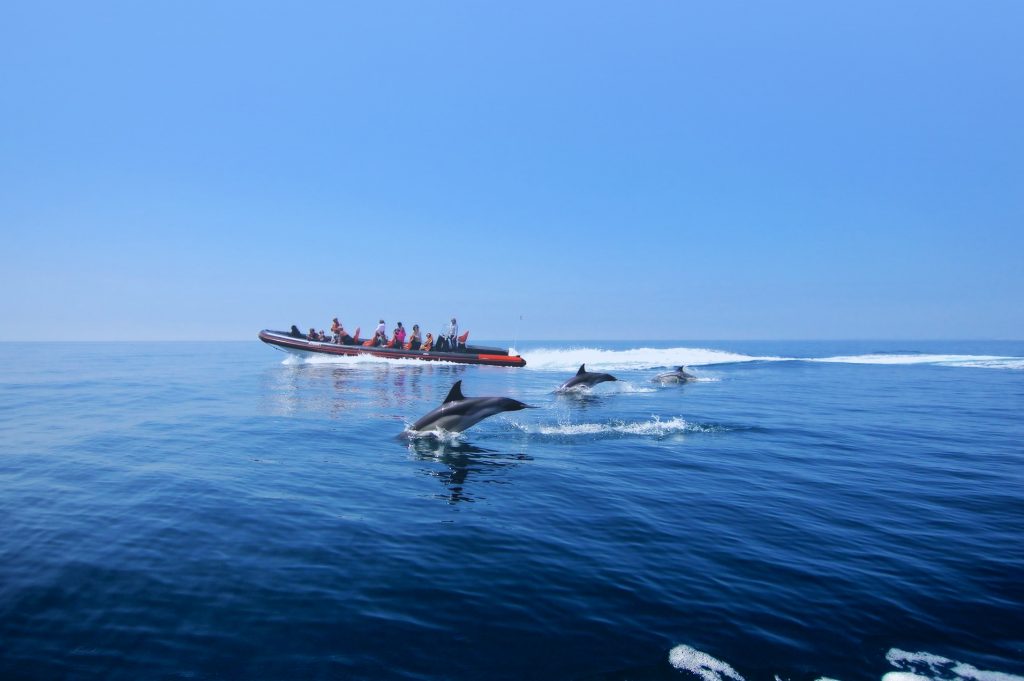 Delphin und Höhlen Bootsfahrt in Vilamoura