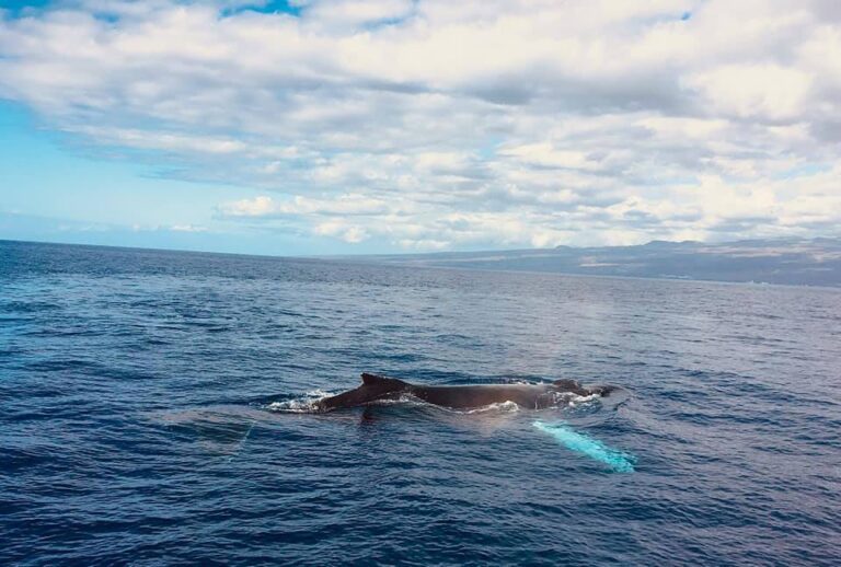 Luxus-Katamaran-Tour mit Schnorcheln in Kona