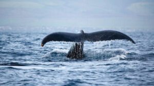Whale Watching Tour in Waikiki