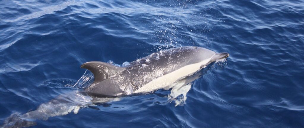 Delfinbeobachtung auf Lanzarote