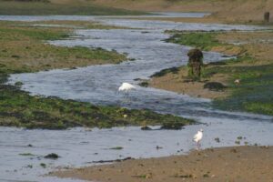Observación de aves en la Ría Formosa en barco solar