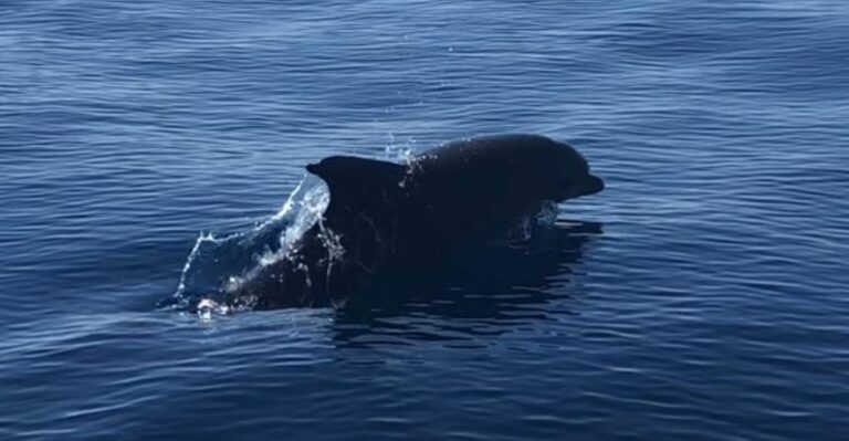 Dolphin watching Tour in Fuengirola