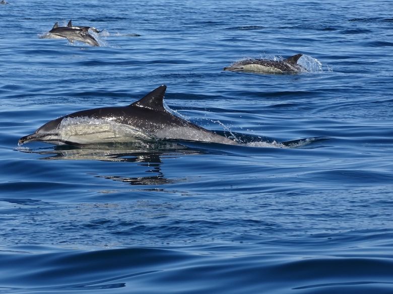 Delfinbeobachtung von Faro aus